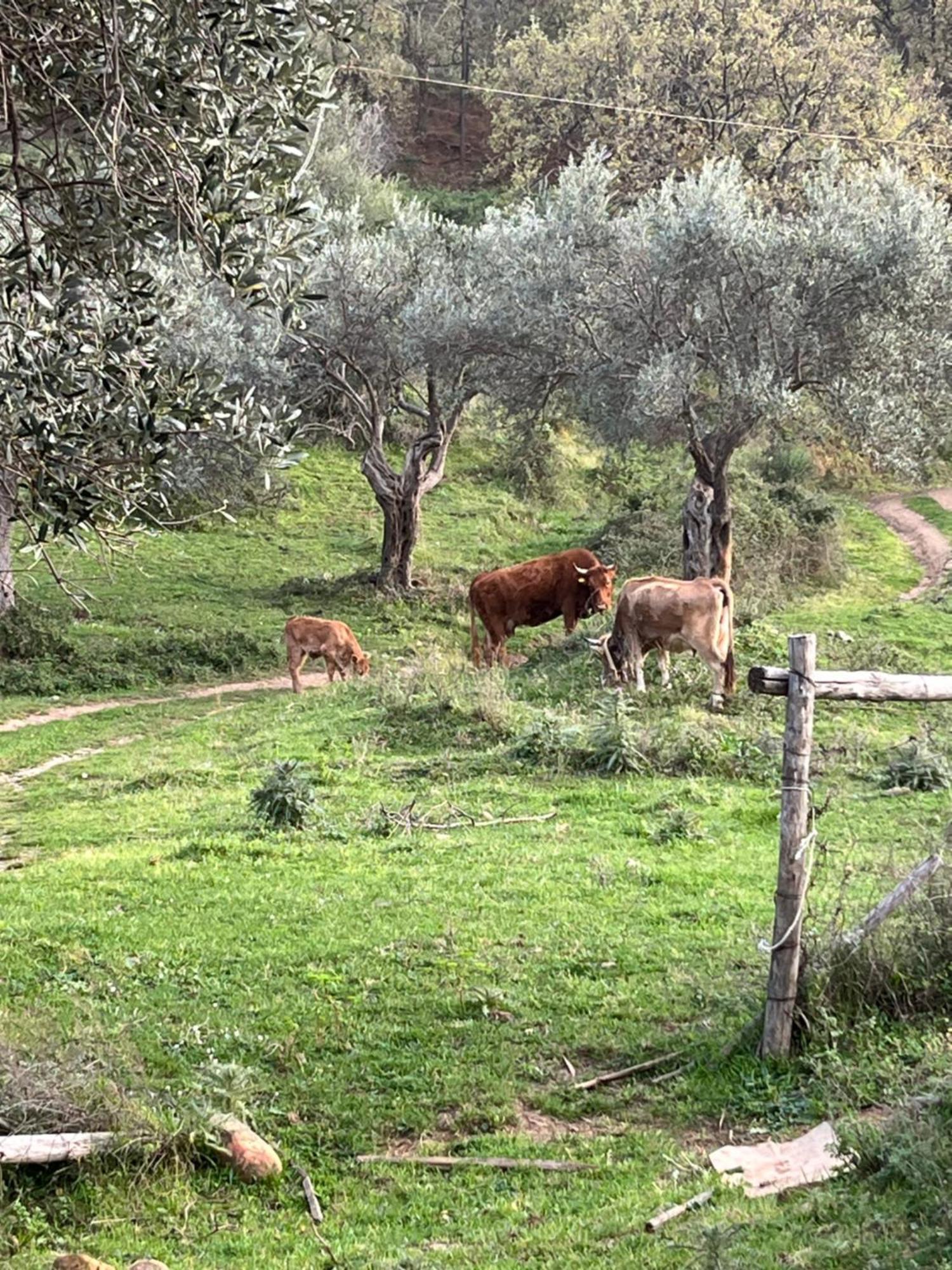 Agriturismo Serre Sant'Agata di Militello Luaran gambar