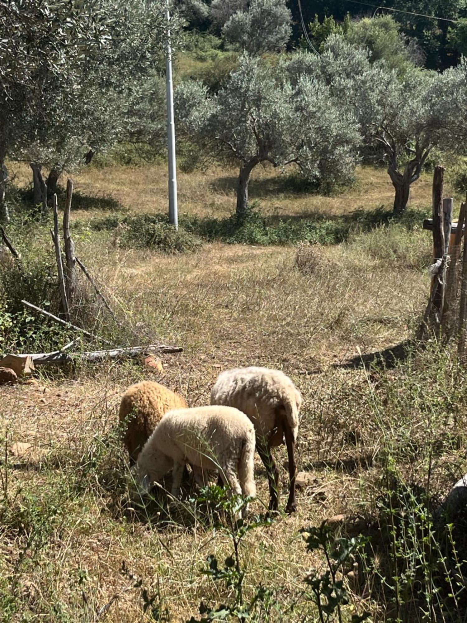 Agriturismo Serre Sant'Agata di Militello Luaran gambar